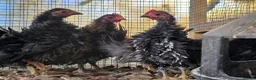 Chickens poultry for sale: Chicks looking for new homes  - Advert 14