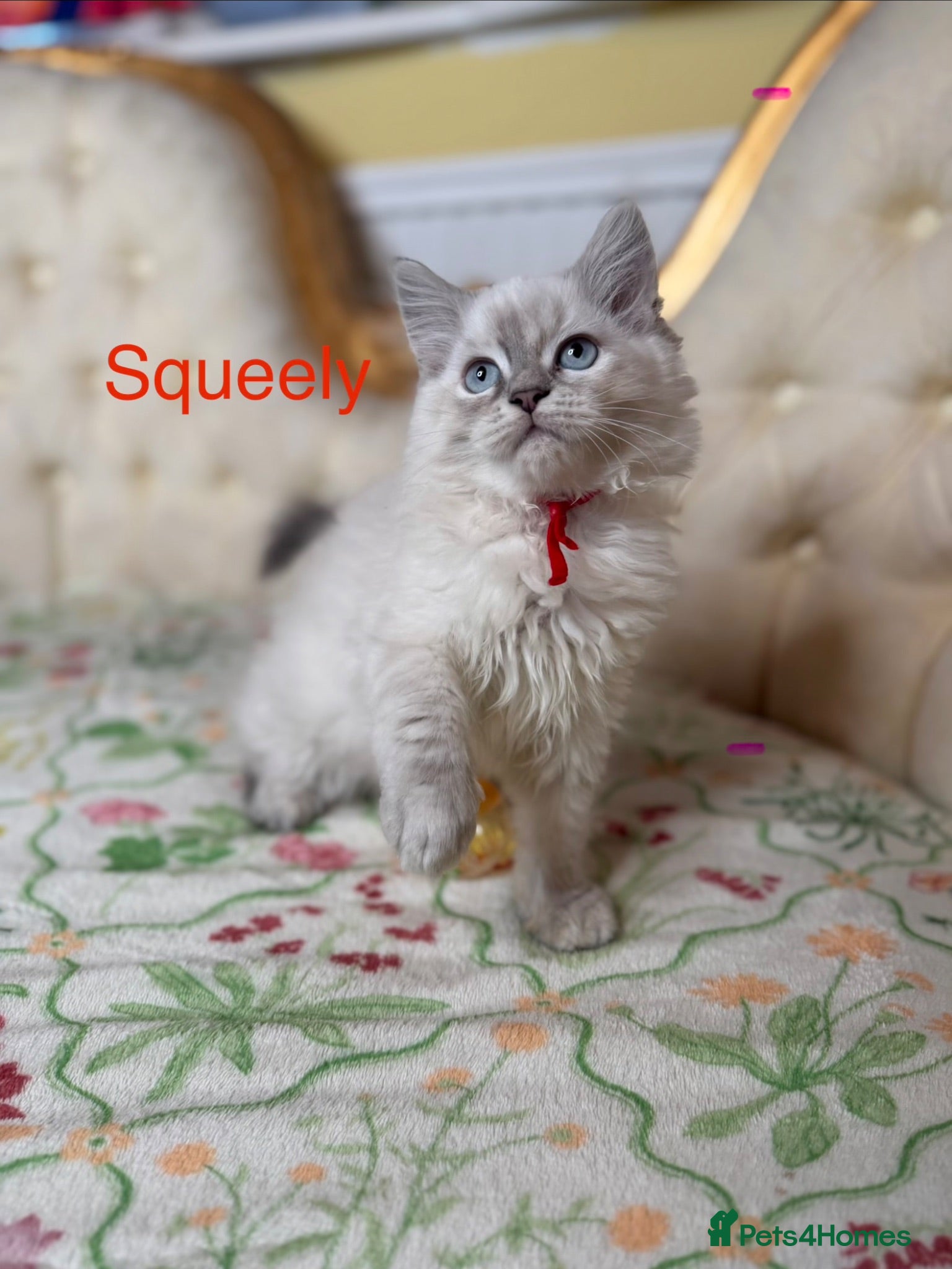 Perdoll cats ⭐️READY Now⭐️ fully vaccinated Perdoll  - Advert 2