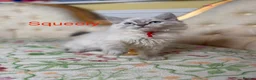 Perdoll cats for sale: ⭐️READY Now⭐️ Perdoll kittens  - Advert 12