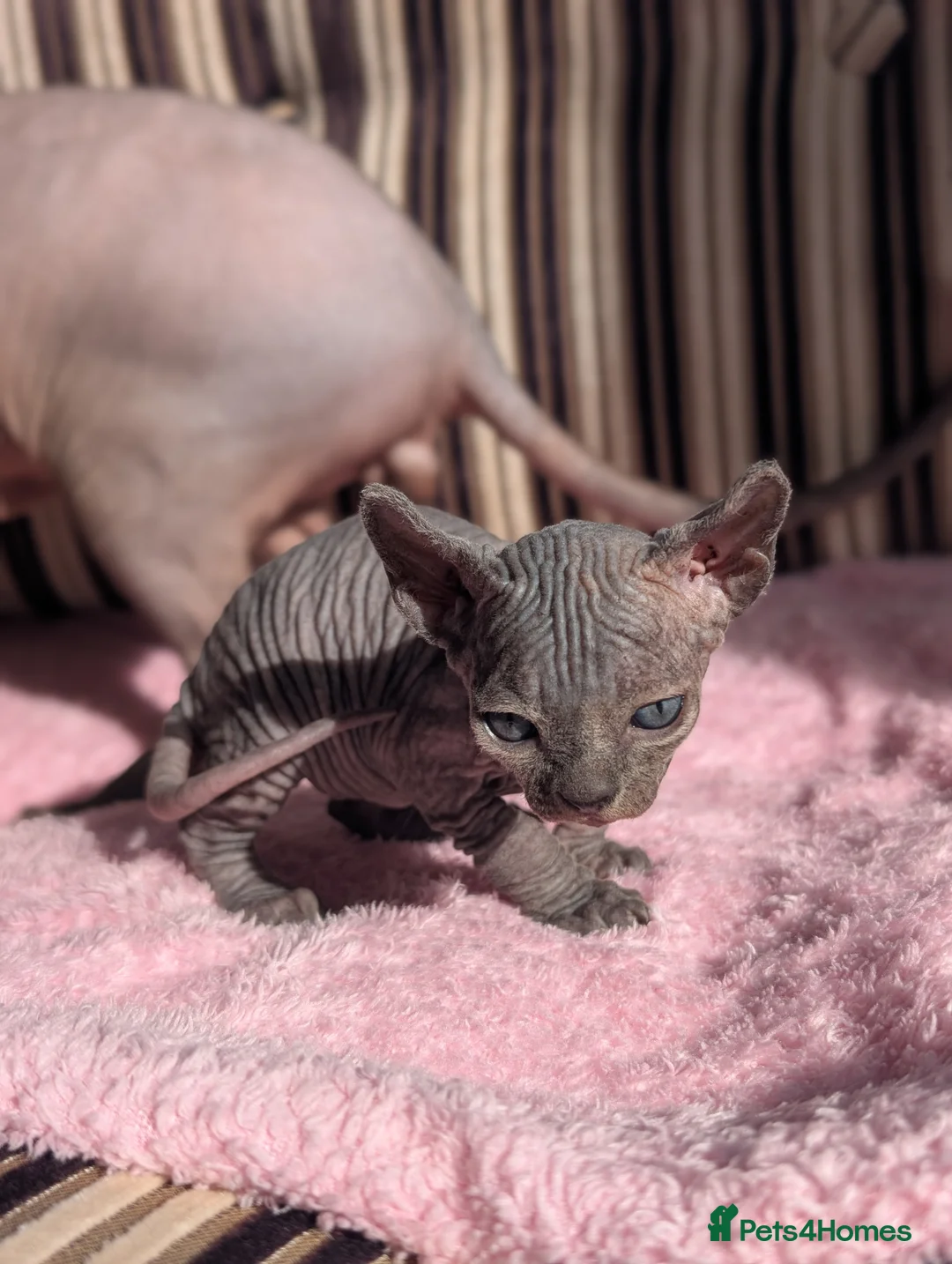 Sphynx cats for sale: Ready for reservation  - Advert 28