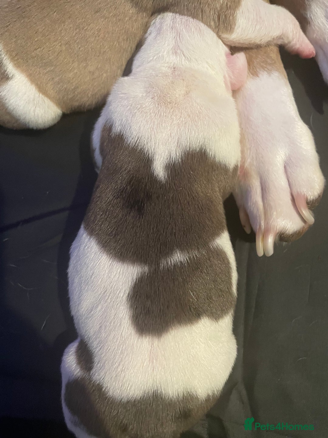 Mixed Breed dogs for sale: Male American Bulldog cross Staffordshire pup - Advert 6