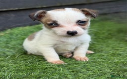 Jack Russell dogs for sale: The cutest little Jack Russel pups ❤️ - Image 19