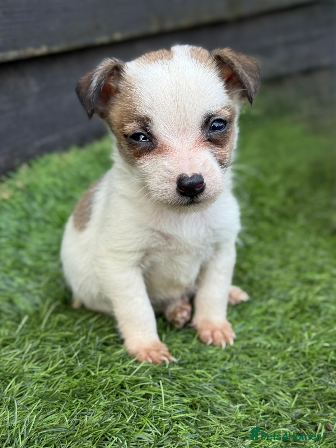 Jack Russell dogs for sale: The cutest little Jack Russel pups ❤️ - Image 19