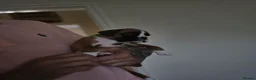 Boxer dogs for sale: Boxer puppies looking for their forever homes  - Advert 10