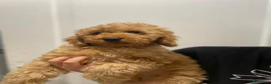 Cockapoo 1