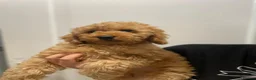 Cockapoo dogs for sale: Cockapoo Female F1b for sale - Advert 5