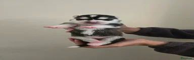 Siberian Husky 7
