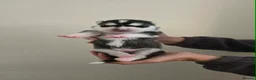 Siberian Husky dogs for sale: 7 Beautiful Siberian Husky puppies (5 available) - Advert 6