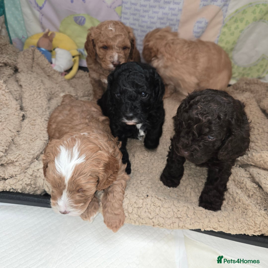 Cavapoo dogs for sale: Teddy bear cavapoo  - Advert 31