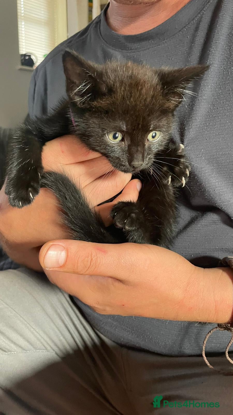 Mixed Breed cats Kittens for sale. - Advert 8