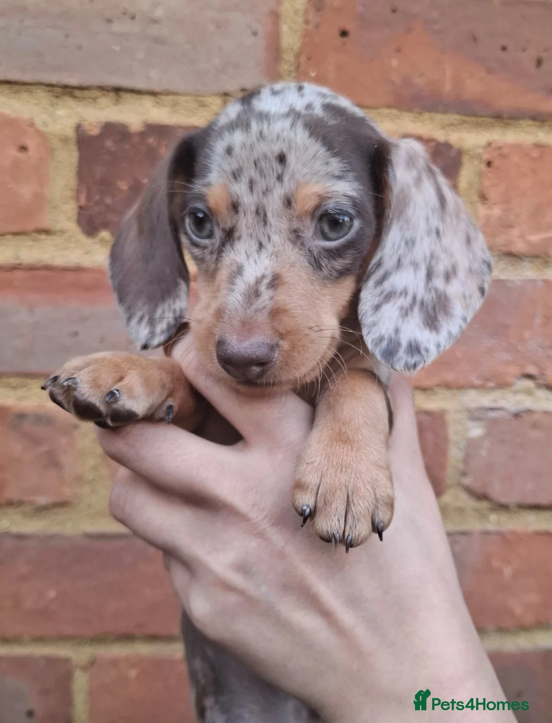 Miniature Dachshund dogs for sale: Miniature Dachshund Pups - Advert 14