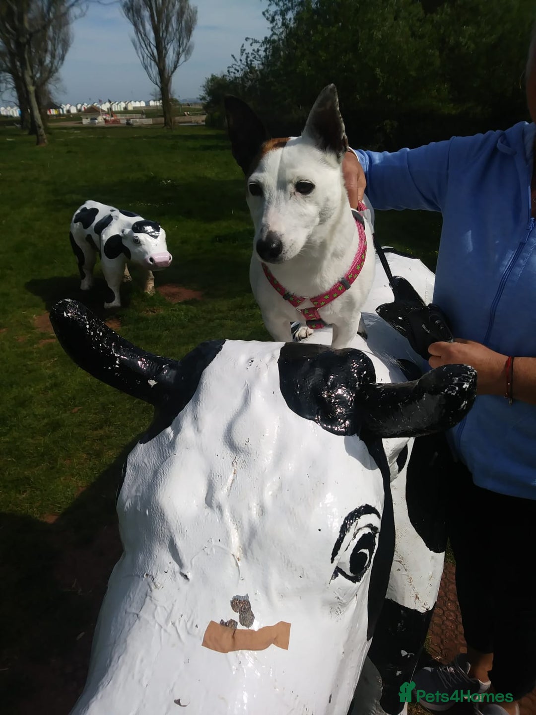 Jack Russell dogs for sale: Free jack russell to loving home - Image 2