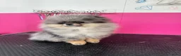 Pomeranian dogs for sale: Beautiful Pomeranians 🖤🤍 - Advert 11