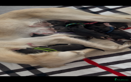 Saluki dogs for sale: KC registered saluki puppies (American bloodlines) - Image 2