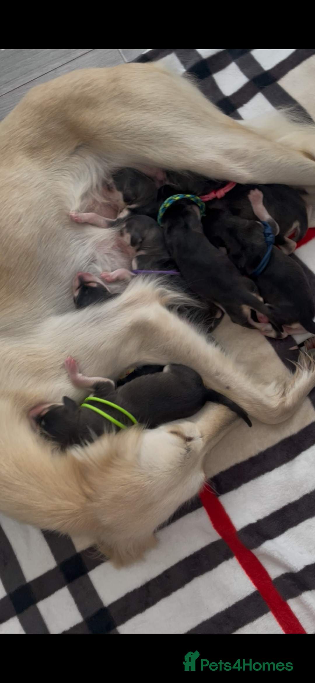 Saluki dogs for sale: KC registered saluki puppies (American bloodlines) - Image 2