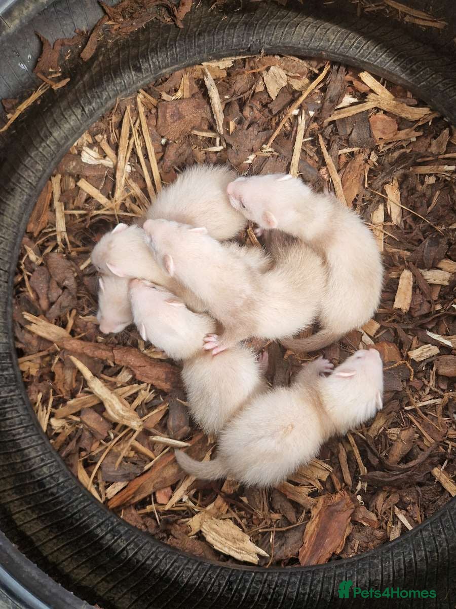 Ferret rodents Ferret - Advert 1