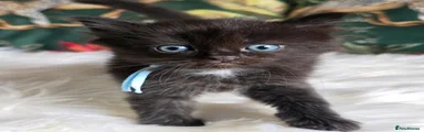 Ragdoll 6