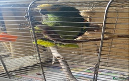 Parrots birds for sale: Male, Blue fronted Amazon - Image 3