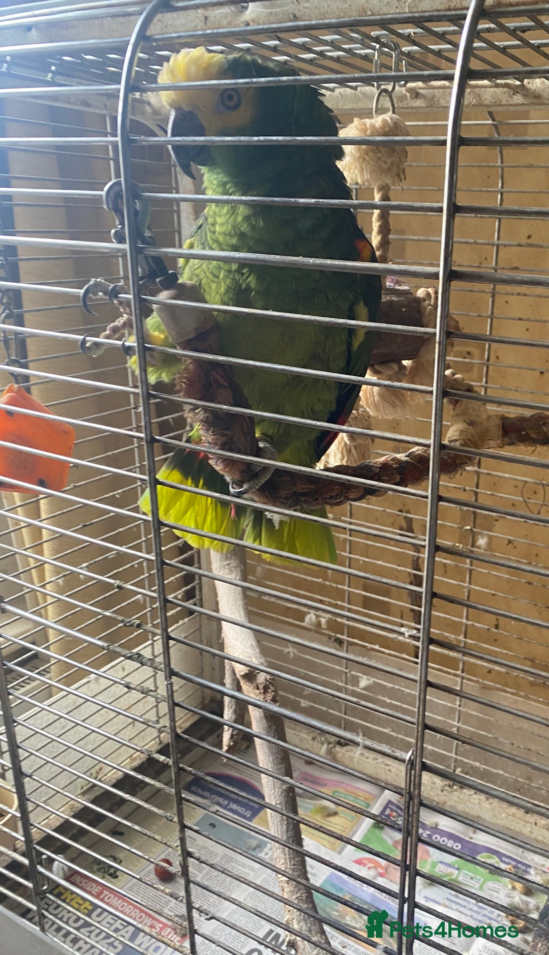 Parrots birds for sale: Male, Blue fronted Amazon - Image 3
