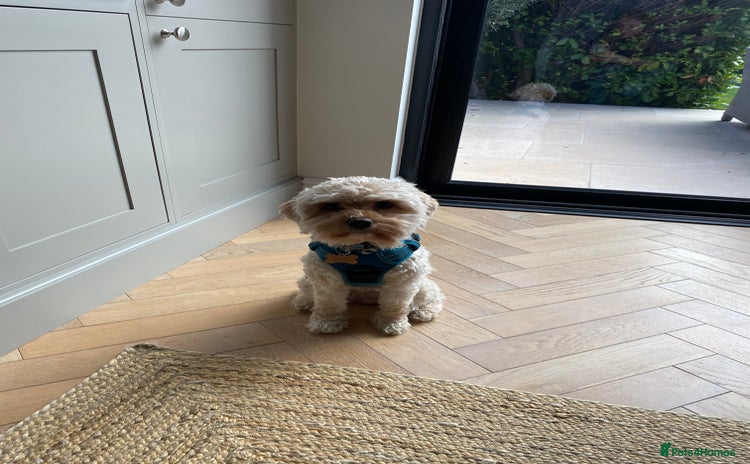 Cavapoo dogs - Advert 15