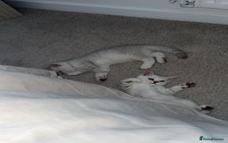 Scottish Fold cats for sale: Beautiful kittens looking for their forever home❤️ - Image 3