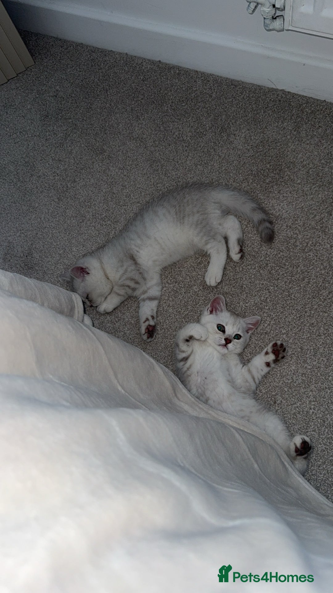 Scottish Fold cats for sale: Beautiful kittens looking for their forever home❤️ - Image 3