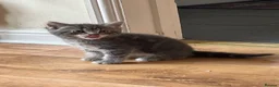 Norwegian Forest Cat cats for sale: Norwegian & American Bobtail Healthy Kittens 🐱 ✨✨ in Attleborough - Advert 17