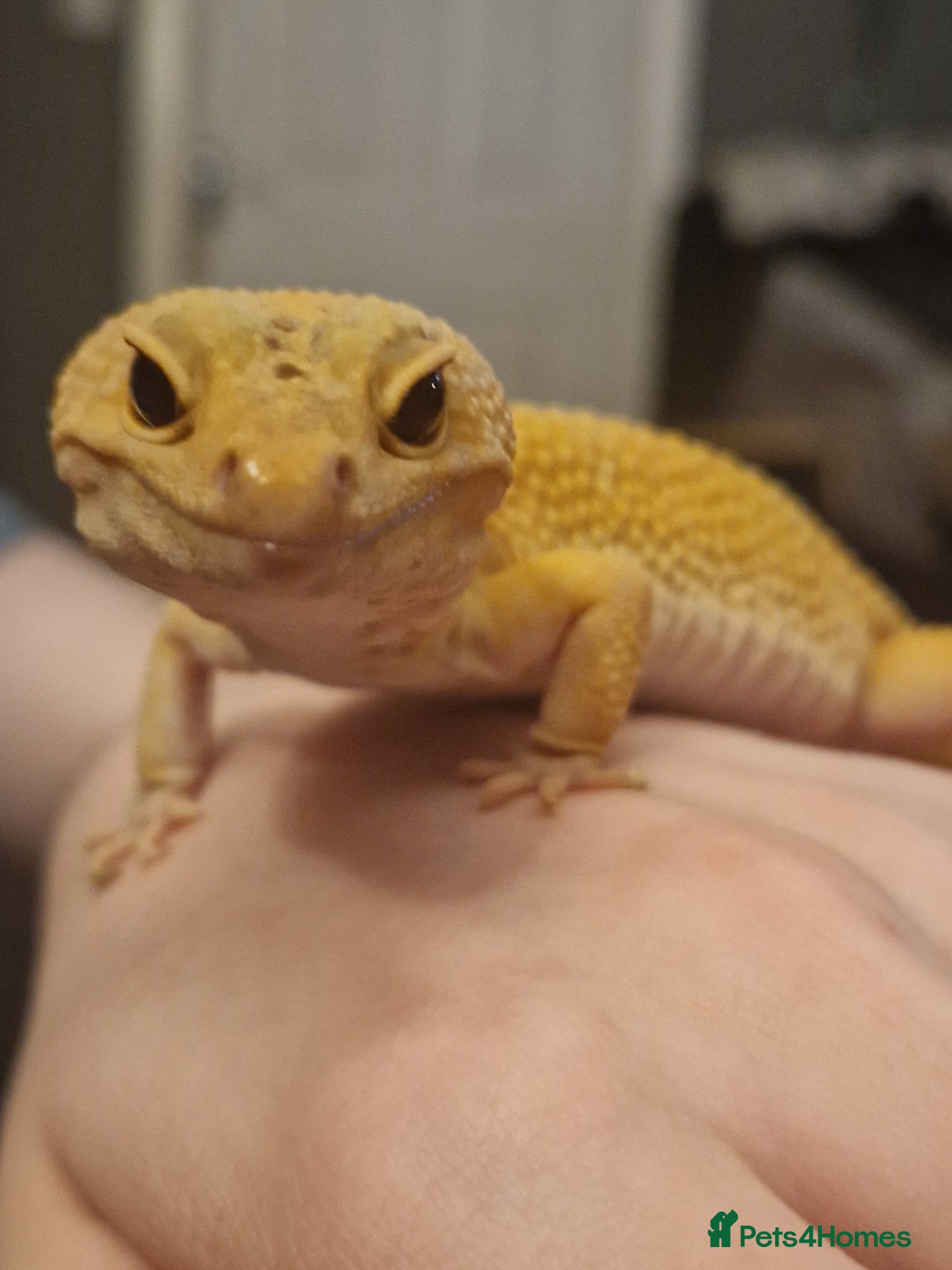 Gecko reptiles Leopard gecko  - Advert 10