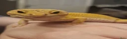 Gecko reptiles for sale: Leopard gecko  in Accrington - Advert 1