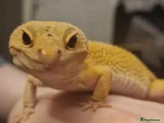 Gecko reptiles Leopard gecko - Advert 2
