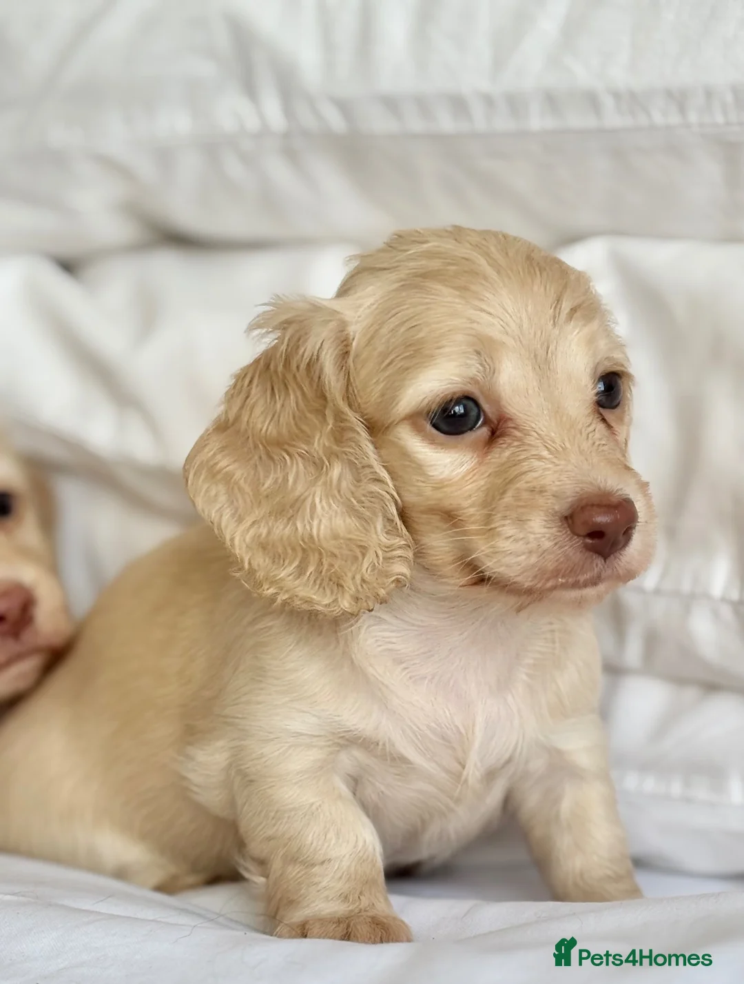 Miniature Dachshund dogs for sale: 🐶 Cream Mini Longhaired Dachshunds KC reg/PRA 🐶  - Advert 10
