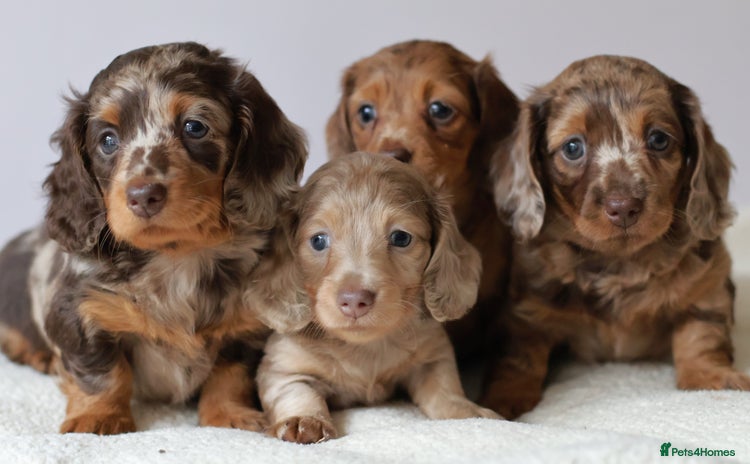 Miniature Dachshund dogs - Advert 2