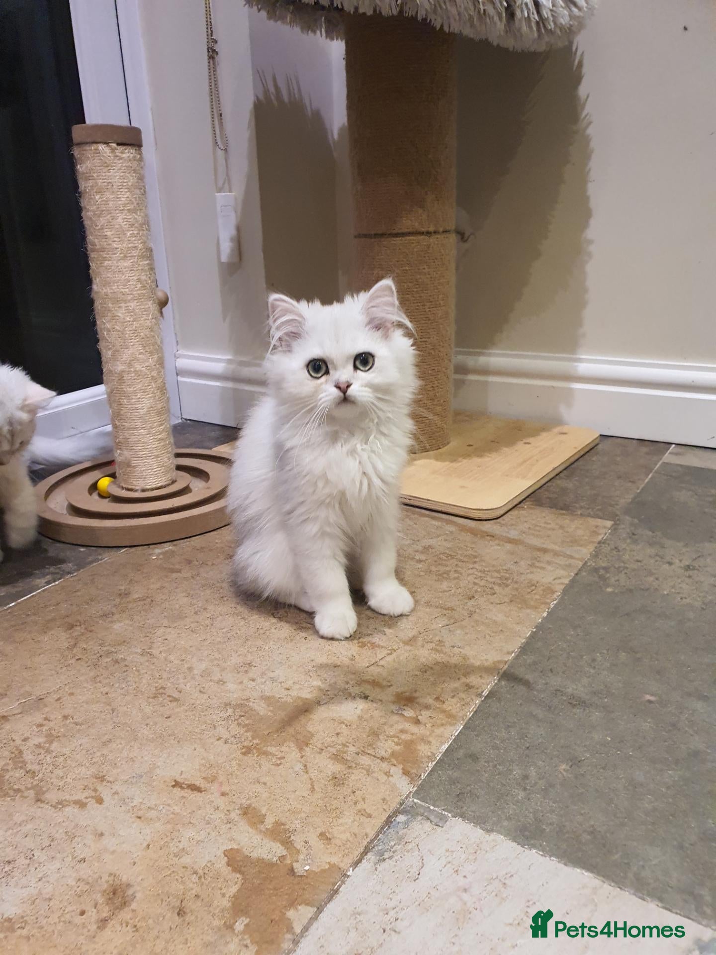 Persian cats 💖Beautiful Pedigree Chinchilla Persian Kitten.  - Advert 2