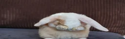 Mini Lop rabbits for sale: Gorgeous Mini Plush Lop Boy – Ready Now! 🐰✨ - Advert 4