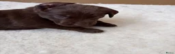 Labrador Retriever dogs for sale: Beautiful Chocolate Labrador Puppies - 09/03/2026 - Advert 23