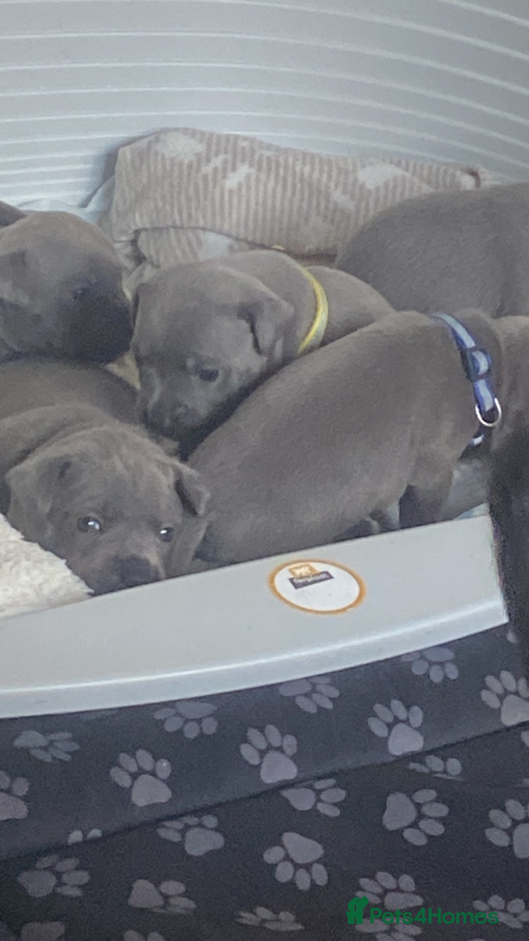 Staffordshire Bull Terrier dogs for sale: Blue staff puppies - Image 4