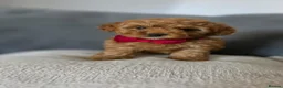 Maltipoo dogs for sale: Gorgeous maltipoo puppies  - Advert 7