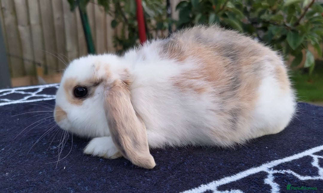 Mini Lop rabbits for sale: Gorgeous Mini lop babies looking for new homes - Image 4