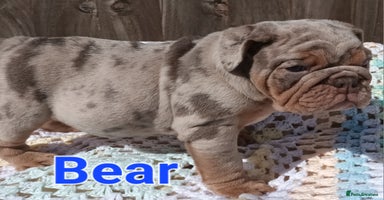 English Bulldog dogs - Advert 1