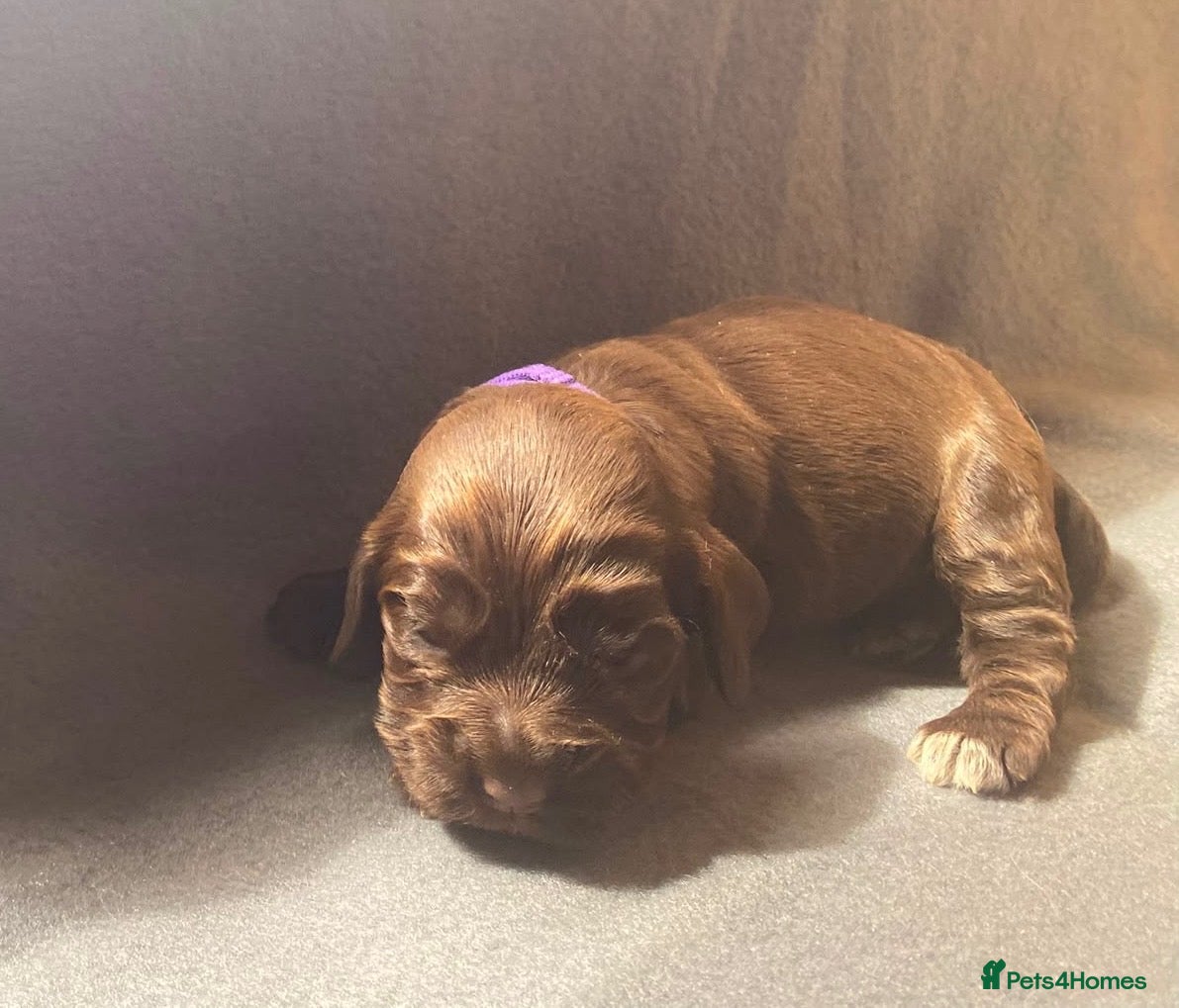 Cocker Spaniel dogs 🐾BEAUTIFUL KC REGISTERED SHOW COCKERS🐾 - Advert 2