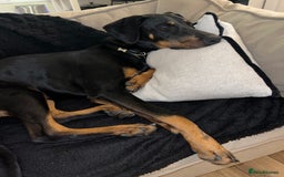 Dobermann dogs for sale: Lovely Boy Doberman - Image 4