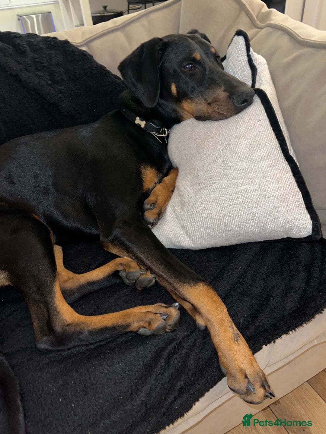 Dobermann dogs for sale: Lovely Boy Doberman - Image 4