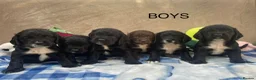 Cocker Spaniel dogs for sale: Beautiful Cocker Spaniel Puppies–4 Girls & 6 Boys - Advert 2