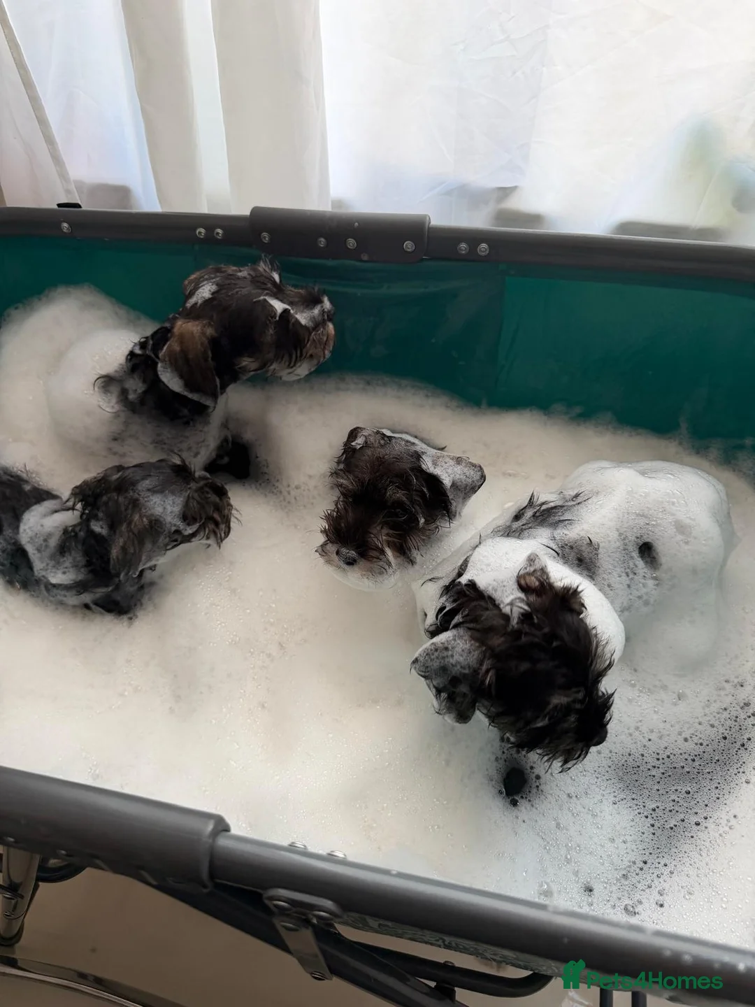 Miniature Schnauzer dogs for sale: Ready Miniature Schnauzer Puppies in Wembley - Advert 7