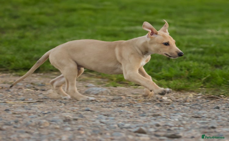 Lurcher dogs - Advert 1