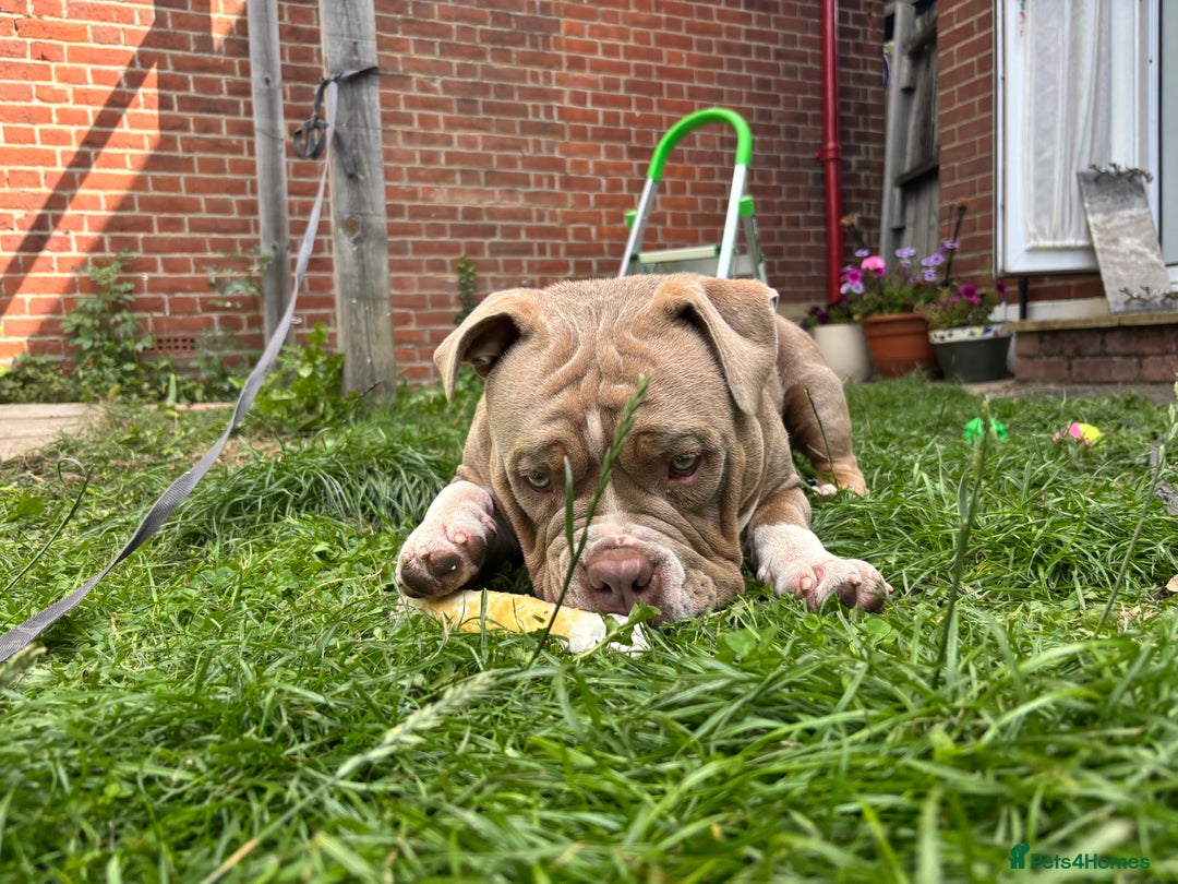 American Bully dogs for sale: Rambo American pocket bully 10 months  - Image 13