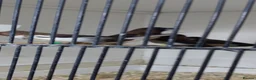Finches birds for sale: Only few Foreign finches left for sale  - Advert 3