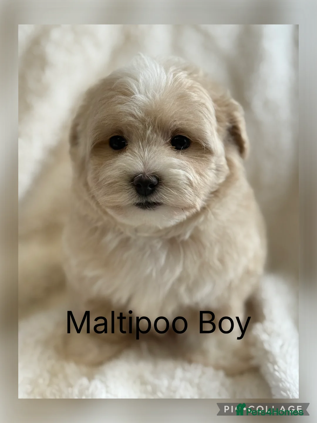 Maltipoo dogs for sale: Gorgeous Teddy Bear F1 Maltipoo READY NOW - Advert 2