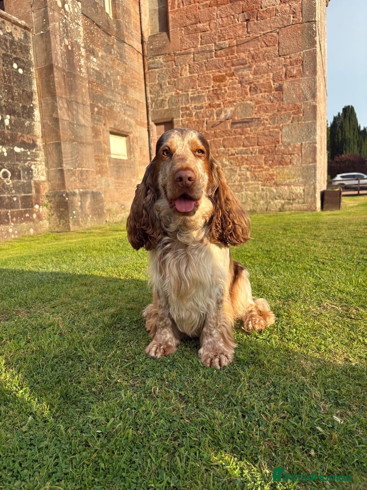 Cocker Spaniel dogs Stunning Chocolate roan sable show cocker stud  - Advert 1