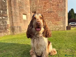 Cocker Spaniel dogs Stunning Chocolate roan sable show cocker stud - Advert 1